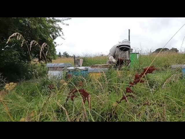 ⁣Intempéries en France : les fortes pluies menacent les abeilles