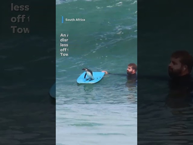 ⁣African penguin joins in on bodyboarding lesson #Shorts
