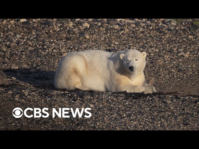 ⁣Climate change putting Hudson Bay polar bears at risk, study finds
