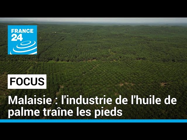 Malaisie : l'industrie de l'huile de palme peine à se conformer aux règlements de l'U