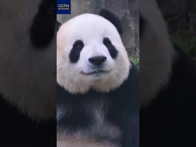 ⁣Как панды ломают бамбук перед едой