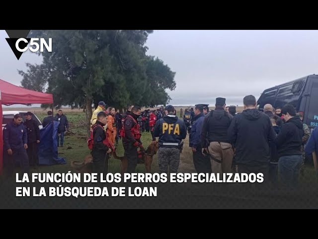 ⁣La FUNCIÓN de los PERROS ESPECIALIZADOS de la POLICÍA en la BÚSQUEDA de LOAN