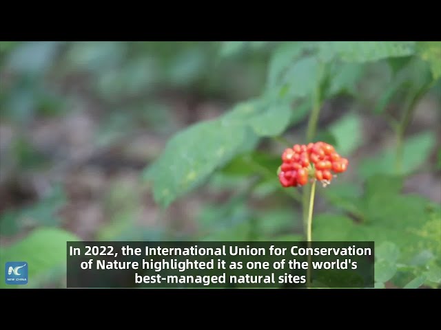 ⁣NE China nature reserve enhances biodiversity conservation