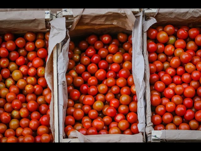 ⁣Hasta $2 500 podría costar el kilo de tomate tras lluvias
