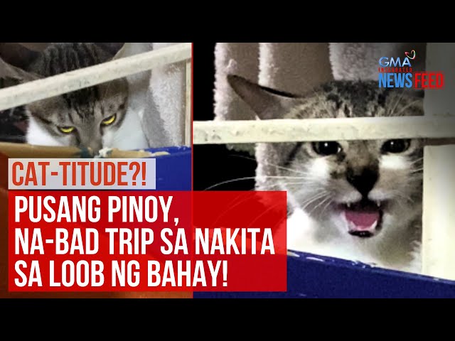 ⁣CAT-TITUDE?! Pusang Pinoy, na-bad trip sa nakita sa loob ng bahay! | GMA Integrated Newsfeed