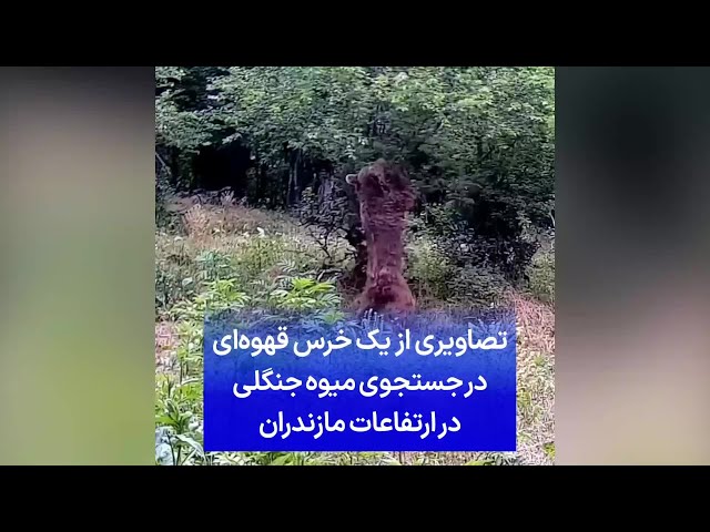 ⁣تصاویری از یک خرس قهوه‌ای در جستجوی میوه جنگلی در ارتفاعات مازندران