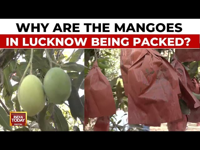 ⁣Mangoes Being Packed On Trees In Malihabad, Lucknow To Maintain Its Taste | India Today