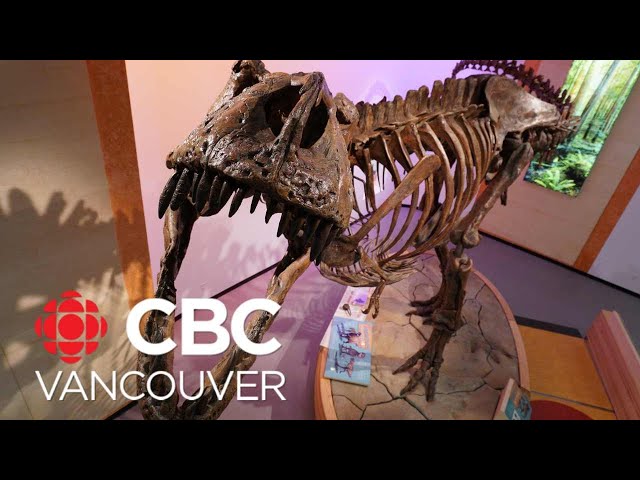 ⁣Junior scientists from UBC daycare get first look at dinosaur