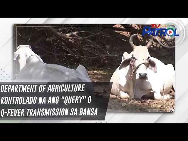 ⁣Department of Agriculture kontrolado na ang "Query" o Q-fever transmission sa bansa | TV P