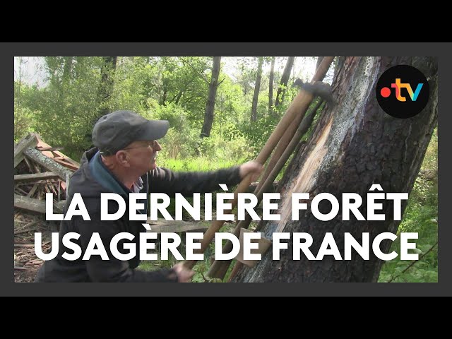 La forêt de La Teste, dernière forêt usagère de France