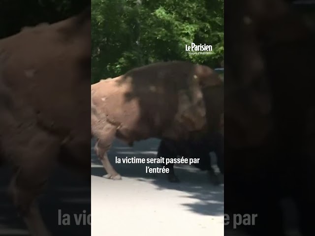 ⁣Une mère de famille grièvement blessée après avoir été attaquée par des loups au zoo de Thoiry