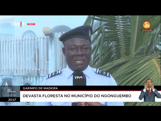 Garimpo de madeira devasta floresta no município do Ngonguembo