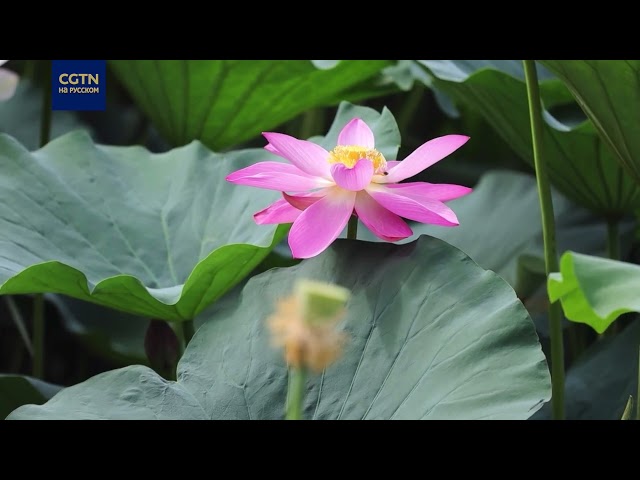⁣В Китае наступил сезон цветения лотосов