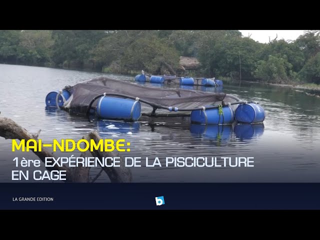 ⁣"MAI-NDOMBE: 1ERE EXPÉRIENCE DE LA PISCICULTURE EN CAGE FLOTTANTE SUR LE LAC"