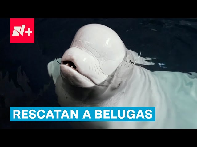 Traslado de ballenas beluga de Ucrania a Valencia - N+