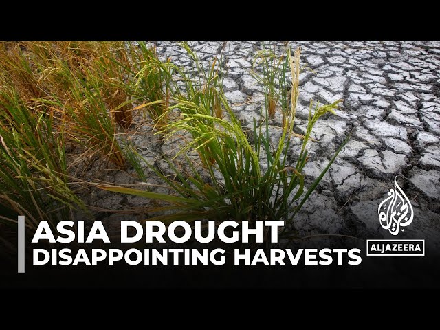 ⁣Asia weather: Hot summer & drought reduce harvests, increase prices