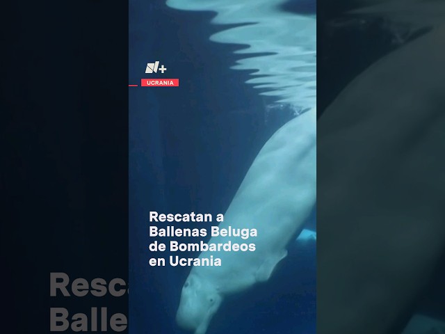 Traslado de ballenas beluga de Ucrania a Valencia #nmas #ucrania #beluga #shorts