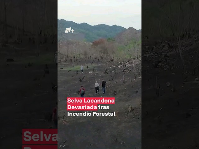 ⁣Selva Lacandona devastada tras incendio forestal #shorts #nmas
