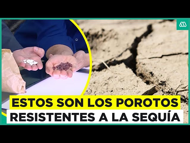 ¿Porotos que resisten la sequía? La innovación chilena que ayuda al planeta