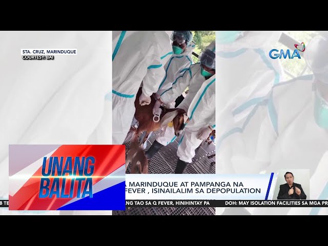 ⁣Mga kambing sa Marinduque at Pampanga na apektado ng Q fever, isinailalim sa... | Unang Balita