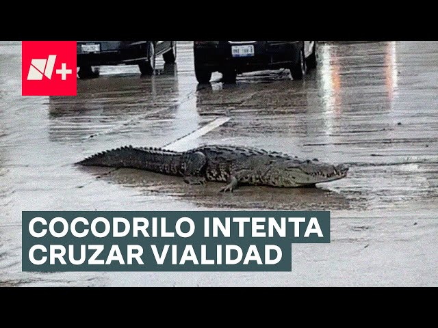 Cocodrilo intenta cruzar vialidad - N+