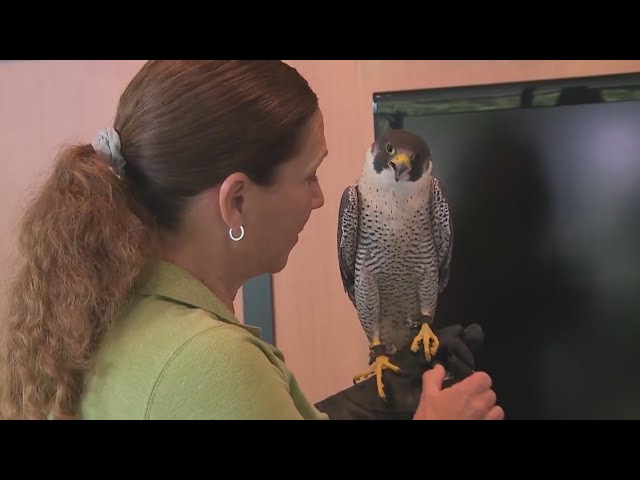 ⁣Peregrine falcons found nesting in Denver