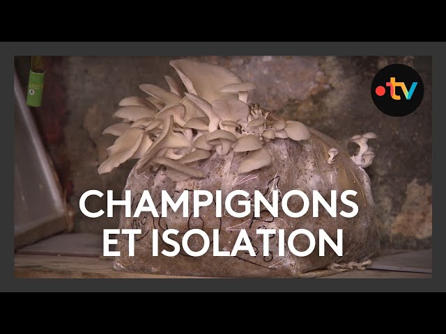 Innovation : isoler sa maison avec un éco-matériau qui sert aussi à faire pousser des champignons