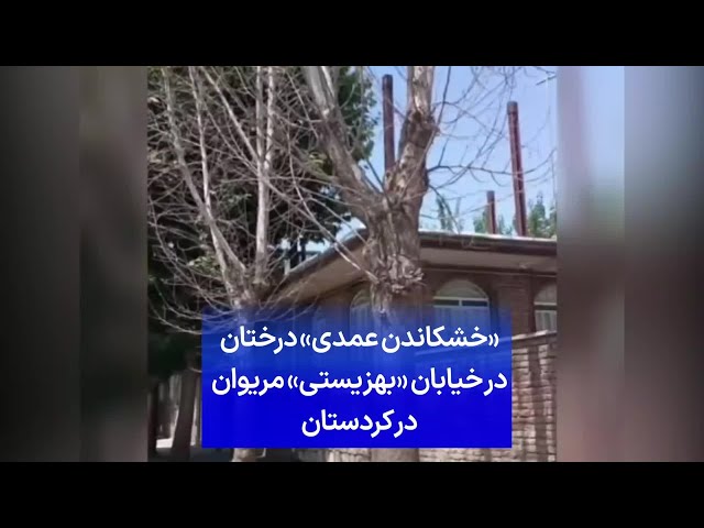 ⁣«خشکاندن عمدی» درختان در خیابان «بهزیستی» مریوان در کردستان