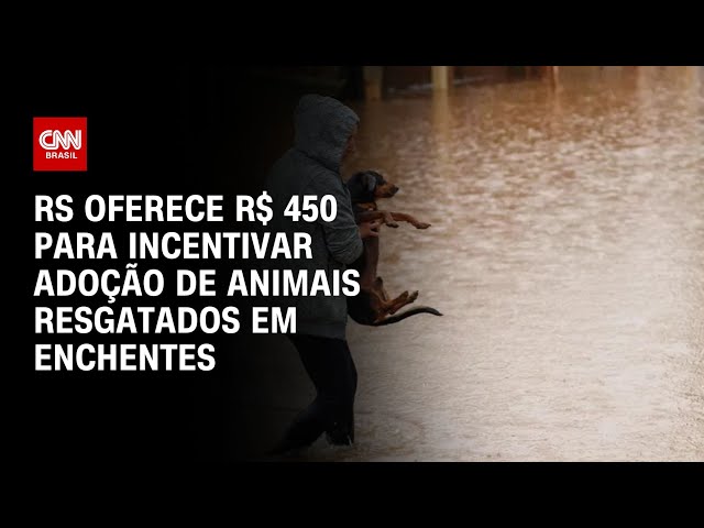 RS oferece R$ 450 para incentivar adoção de animais resgatados em enchentes | LIVE CNN