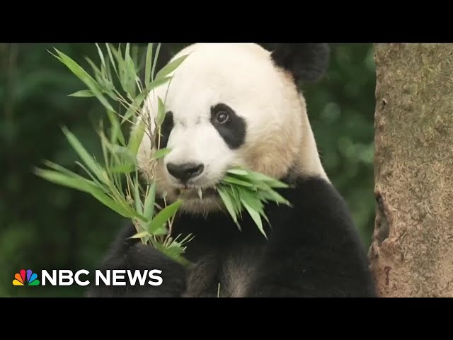 ⁣China prepares to send two pandas to the U.S.