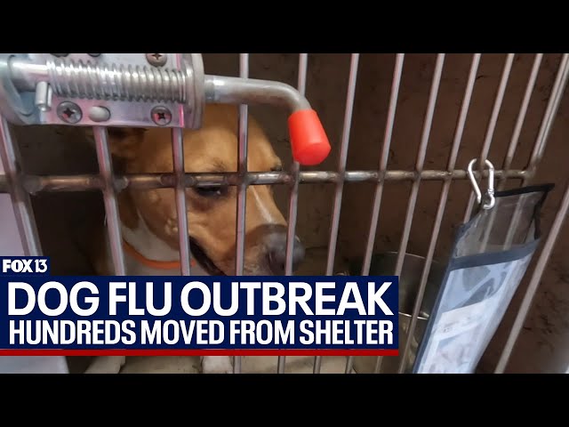 ⁣Canine flu outbreak hits Hillsborough animal shelters