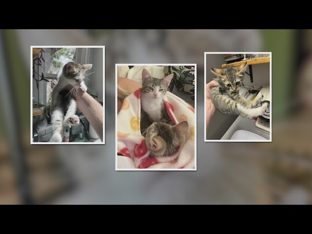 ⁣SUV stolen in Denver with foster kittens inside