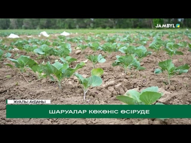 ⁣Шаруалар көкөніс өсіруде