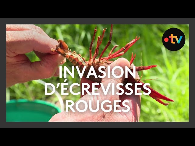 Invasion d'écrevisses rouges