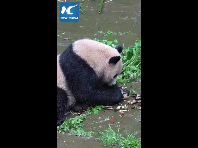 ⁣Giant pandas leave hometown for U.S.