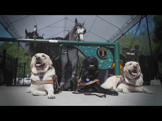 ⁣B.C. Guide dogs meet Stanley Park horses