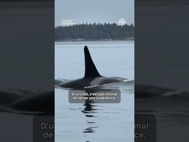⁣Un groupe somme d’observer les baleines de loin, pour leur bien-être