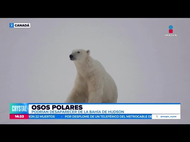 ⁣Los osos polares podrían desaparecer de la Bahía de Hudson, Canadá