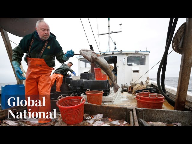 ⁣Global National: June 26, 2024 | Newfoundland and Labrador cod moratorium ends after 32 years