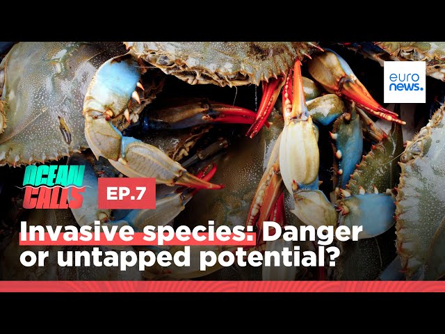 ⁣Invasive species: Danger or untapped potential?