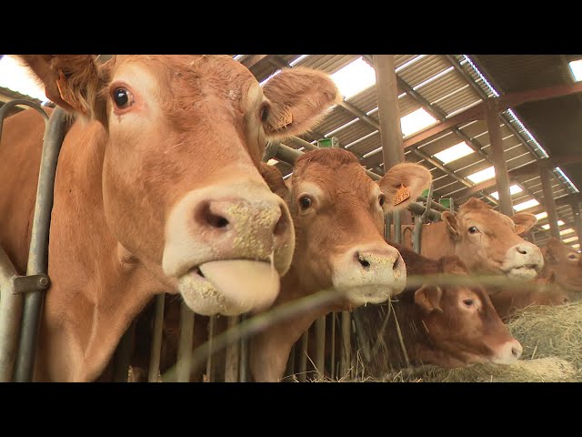 Tuberculose bovine : une dérogation possible pour les éleveurs