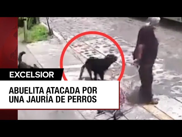 ⁣Jauría de perros ataca a abuelita en calles de Querétaro