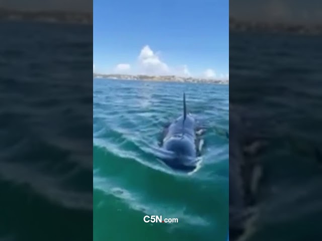 ⁣OCHO ORCAS RODEARON a una CHICA mientras SURFEABA