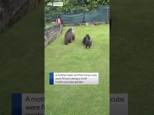⁣Bear cubs stroll into private garden in Italy