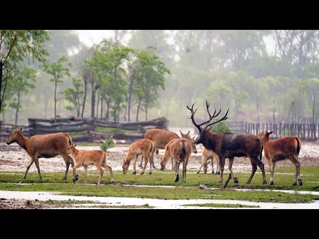 ⁣Live: Join us and spot milu deer lock horns in east China's Jiangsu Province