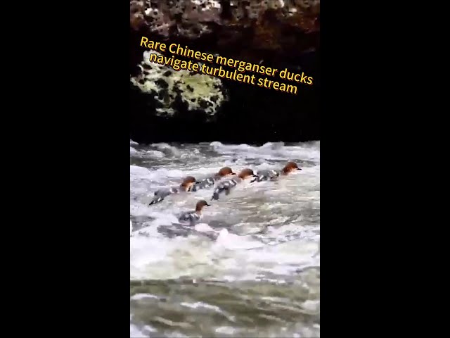 ⁣Rare ducks spotted navigating turbulent stream in NE China