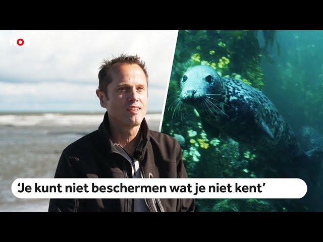 ⁣Speelfilm toont onderwaterleven Noordzee, die volgebouwd wordt met windmolens