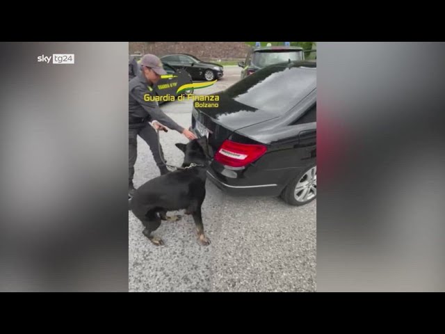 ⁣Il cane Escot scopre 100 kg di hasish su un'auto a Resia