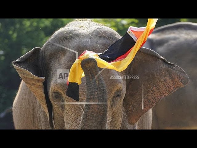 ⁣Euro 2024: Elefant Bubi sagt Sieg der Deutschen Nationalelf voraus