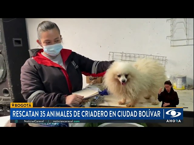⁣Rescatan a 35 animales que estaban en un criadero en Bogotá: tenían desnutrición